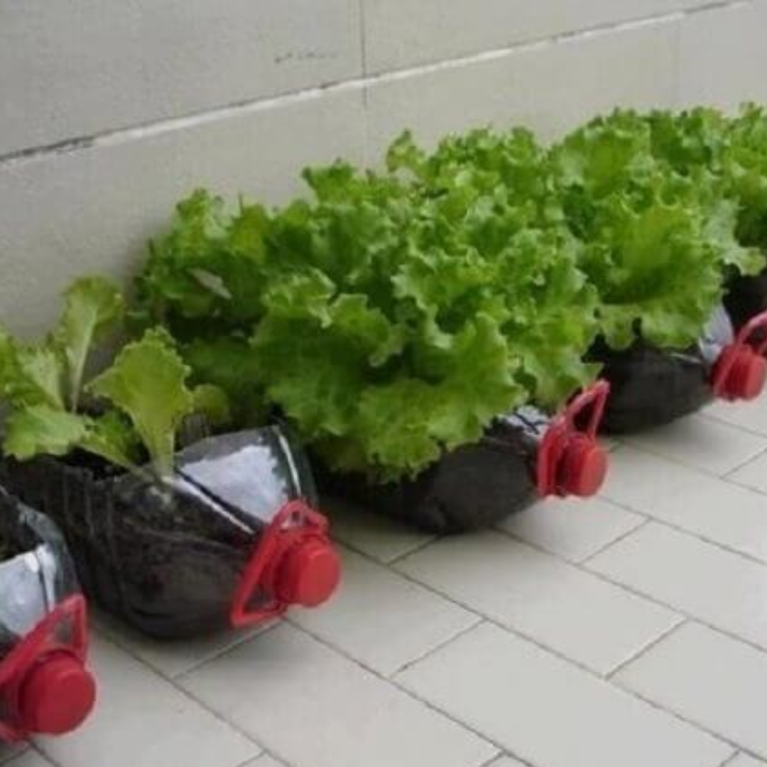 Alface cultivada em garrafa pet reciclada