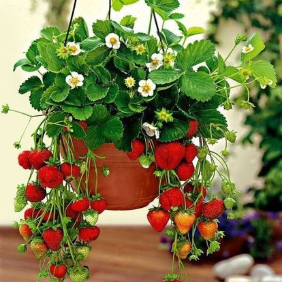 Morangos cultivados em vaso suspenso