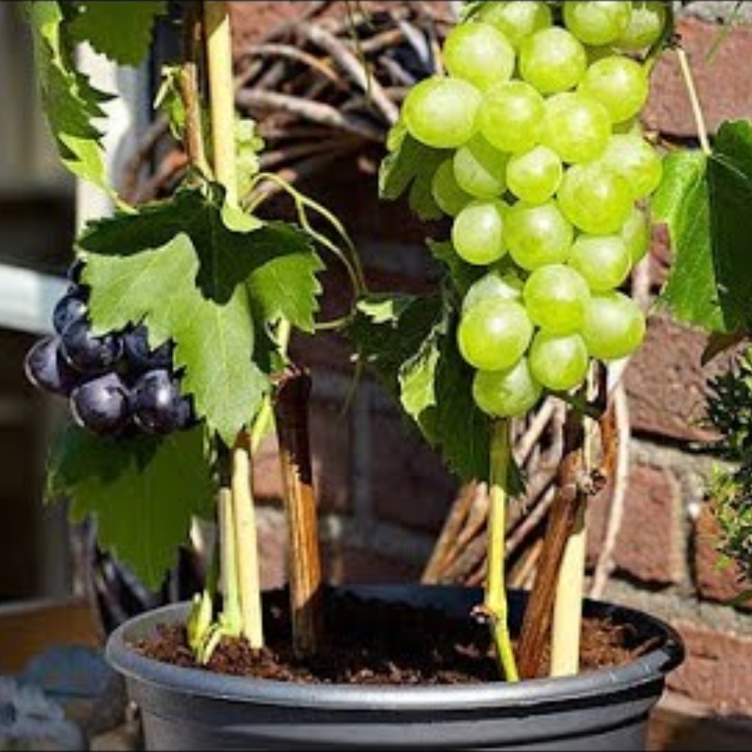 Uvas cultivadas em vaso